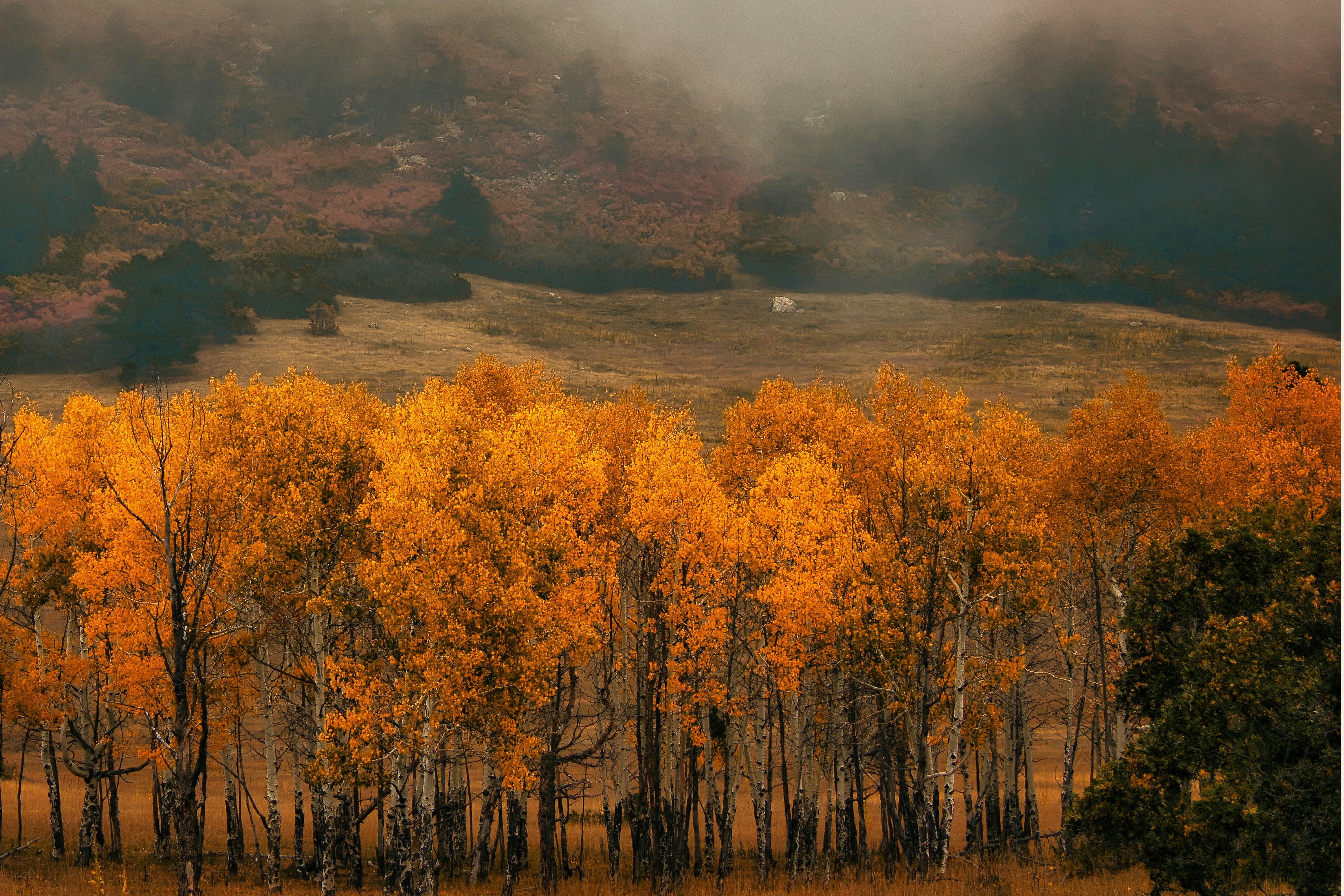 Golden aspen trees in autumn with misty Colorado hills